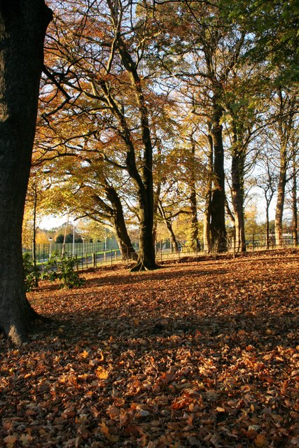 Autumn sunshine through the trees