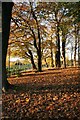 Autumn sunshine through the trees