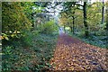 Autumn ride through Howe Park Wood towards Westcroft