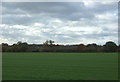 Farmland near King Street Farm