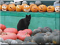 Cat at the Slindon Pumpkin Festival