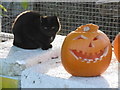 Cat and a pumpkin