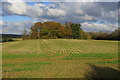 Small wood near Akeley Wood Farm