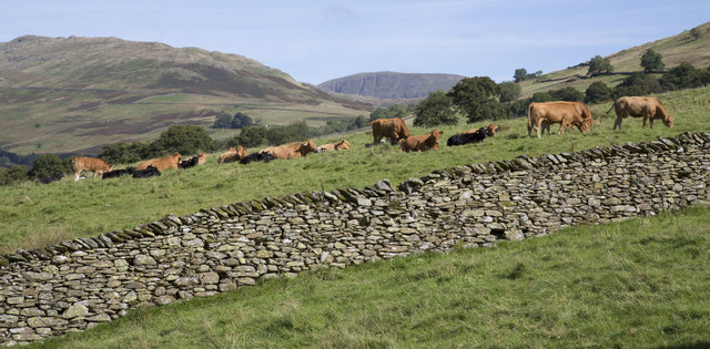 Fells, cattle and drystone walls, Ambleside, Cumbria