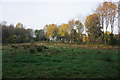 Clearing in Birchwood Forest Park