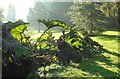 Gunnera, Sherwell Park