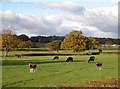 Vaggs Hill and cattle