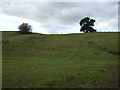 Hillside grazing, Manor Park