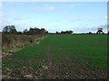 Young crop field and hedgerow