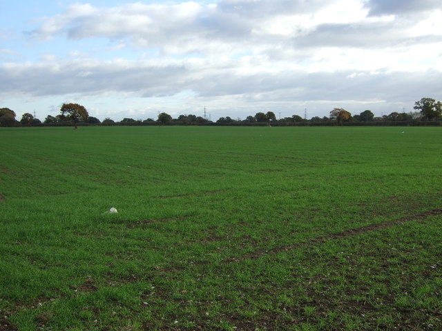 Young crop field off Middlewich Road (A530)