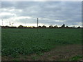 Crop field, Brassey Bank