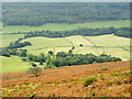 Bracken slope descending