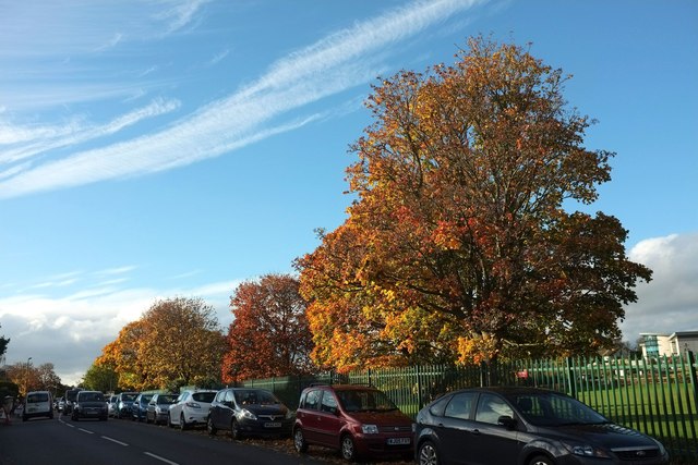 Autumnal trees, Cricketfield Road