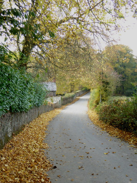 Autumn leaves on the road at Trebartha