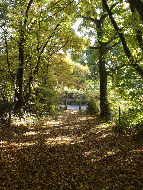 Bridleway to Codicote Road through Stocking Springs Wood