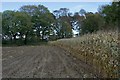 SE8241 : Crop field near Harswell by Paul Harrop