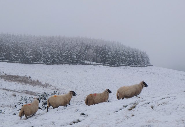 Sheep on Hamilton Hill