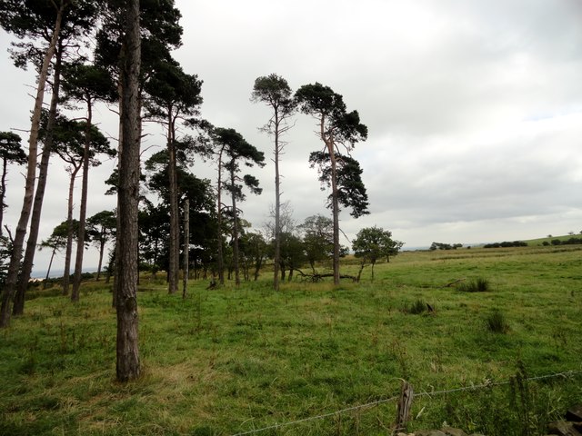 Pine trees at Moss Plantation