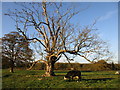 Dying tree, Stainfield