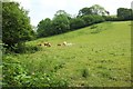 Cattle near Lower Ashton