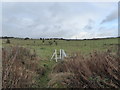 Berry Hill Fields: stile into paddock