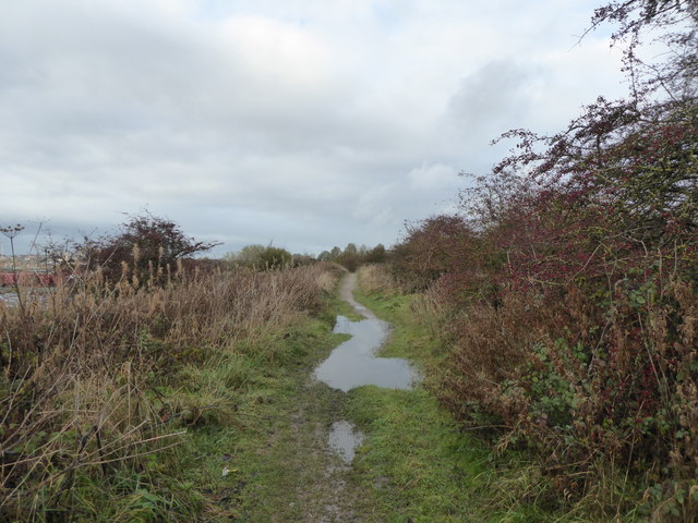 Berry Hill Fields: puddle on path