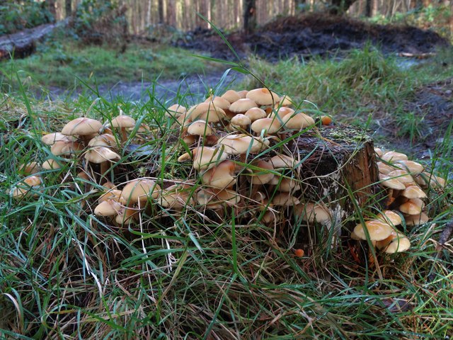 Woodland fungi in Lady Canning's Plantation