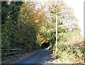 Decidious plantation on the Mound Road boundary of the Narrow Water Demesne