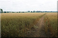 Path through a wheat field