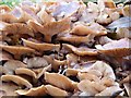 Fungus on an old tree stump