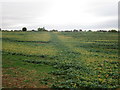 Footpath at Abthorpe