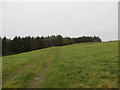 NX7148 : Farm track beside a small plantation on Galtway Hill by John Ferguson