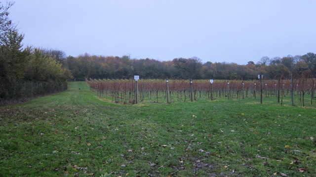 Vineyard at Aldwick Court Farm