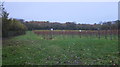ST4961 : Vineyard at Aldwick Court Farm by Dr Duncan Pepper
