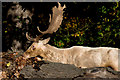 SJ7580 : A deer in Tatton Park finds something growing on a felled tree worth eating by Roger A Smith