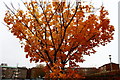 Autumn at Kings Court Car Park, Ayr