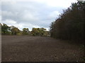 Field beside Long Plantation