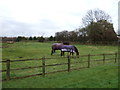 Grazing off Newcastle Road