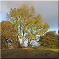 TQ5192 : Looking up at a group of trees in Bedfords Park, Havering-atte-Bower by Roger Jones