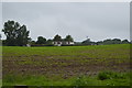 Field near Manor Farm