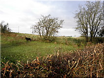 H3374 : Horse in a field, Drumnaforbe by Kenneth  Allen