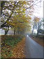 Autumn leaves near Belstone