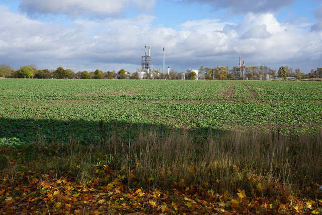Beet field at Four Ashes