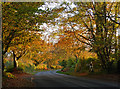 Country road near Eartham (1)