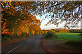 Country road near Eartham (2)