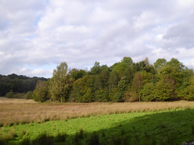 A small copse in the Rusland Valley