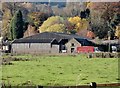 Autumn tree colours behind Lady Park Farm