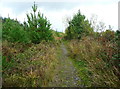 A path in Llyn Llech Owain Country Park