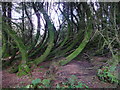 Curved tree trunks, Llyn Llech Owain Country Park