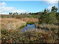 Wetland, Llyn Llech Owain Country Park